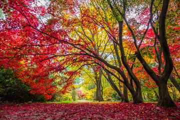 colorful leaves on autumn trees in the park