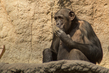 Schimpanse