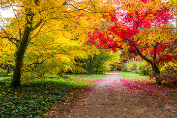 colorful leaves on autumn trees in the park