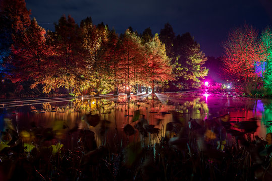 beautifully illuminated trees at the lake in autumn