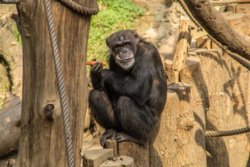 Affe Schimpanse Bonobo