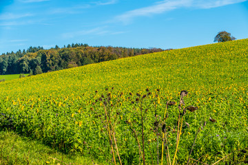Fototapeta na wymiar Sonnenblumenfeld im Herbst