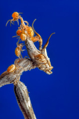 Close up of pair of Beautiful European mantis ( Mantis religiosa )