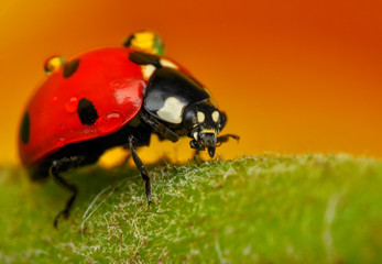 Beautiful ladybug and spiders  on leaf defocused background