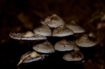 Mushrooms