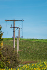 Strommasten und Sonnenblumenfeld