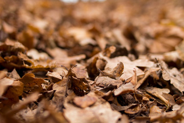 autumn texture of autumn withered brown leaves