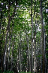 Rezerwat Segiet UNESCO Bytom lasy