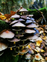 Black toadstools on a stump in Fall forest.
