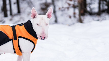 Portrait photo of white bull terrier outdoors on a snowy winter day