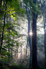 Rezerwat Segiet UNESCO Bytom lasy © _maciej_