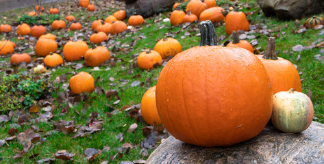 Obraz premium Halloween pumpkins laying on the forest floor. Scary creepy funny things for halloween theme 4