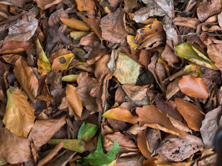 Withered autumn leaves