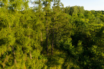 Rezerwat Segiet UNESCO Bytom lasy