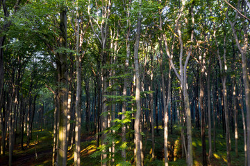 Rezerwat Segiet UNESCO Bytom lasy - obrazy, fototapety, plakaty