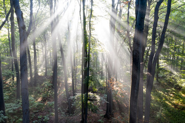 Fototapeta na wymiar Rezerwat Segiet UNESCO Bytom lasy