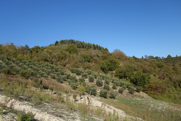 Fototapeta na wymiar Ulivi in collina