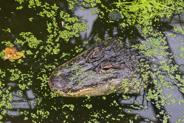 a ferocious alligator camouflaged under the surface of a swamp waiting for a prey