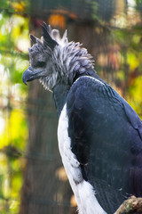 A harpy eagle, bird of prey