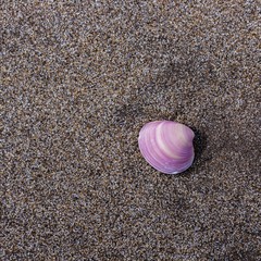 arena caracol pinamar