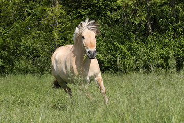 Obraz premium Norweger mit Dracenmähne