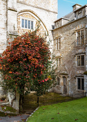Fototapeta na wymiar Striking Red Leaved Tree Grows in the Grounds of Ancient Abbey in Devon
