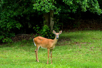 Young Deer - A young white-tailed deer grazing on a meadow at side of Colonial Parkway on a quiet Spring evening. Near historic Jamestown, Virginia, USA.