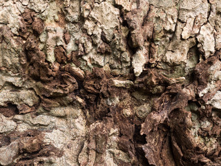 Bark Structure 06