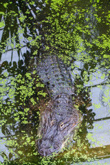 a ferocious alligator camouflaged under the surface of a swamp waiting for a prey