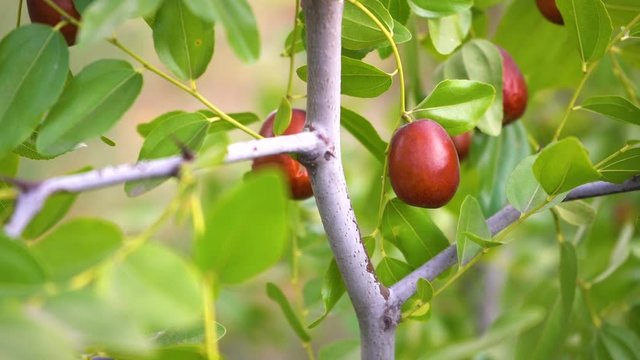 Chinese jujubes with green leaf.  juicy colorful jujube develops in the wind