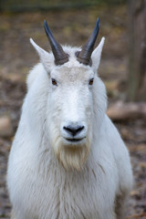 portrait of a rocky mountain goat