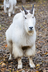 portrait of a rocky mountain goat