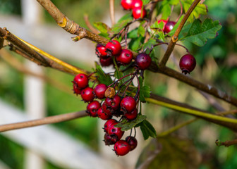 Close Up Shot of Red Berries