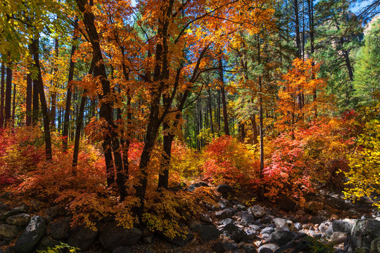 Autumn forest in the west fork of Oak Creek Canyon, Arizona