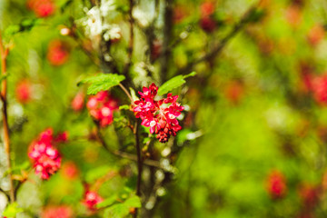 red flowers on a bush