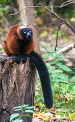 Fototapeta premium a red ruffed lemur rests on a tree
