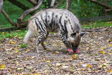  an striped hyena intent on eating its prey