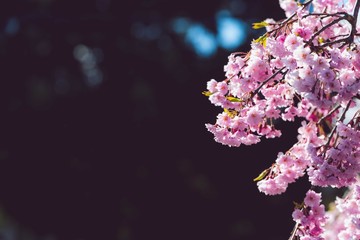 cherry blossom negative space