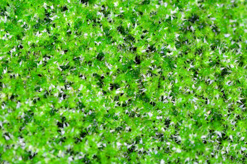 Fototapeta na wymiar Beautiful green moss and flower of moss