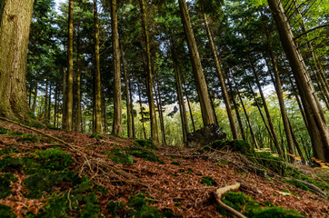 Tall Forest Trees Sit Atop a Bed of Brown Autumnal Foliage