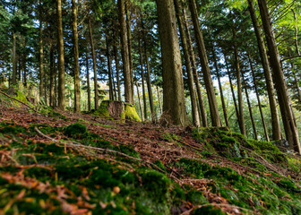 Tall Forest Trees Sit Atop a Bed of Brown Autumnal Foliage
