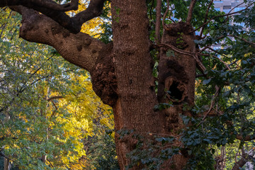 Fall foliage color of Madison Square Park Flatiron District in Midtown Manhattan