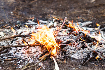 Burning fire. The bonfire burns in the forest. Texture of burning fire. Bonfire for cooking in the forest. Burning dry branches. Tourist fire in the forest. Eating on fire. Texture of burning branches