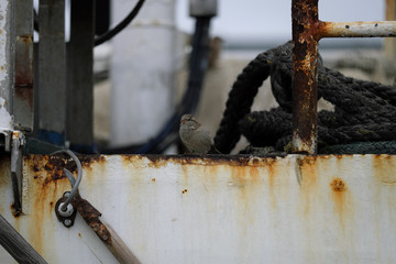 Hafenszene mit Spatz und Teilansicht von Schiff mit starker Korrosion - Stockfoto