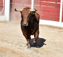 toro español en plaza de toros