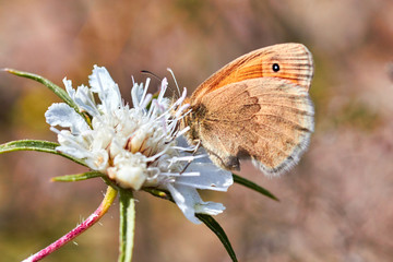 Macro photo of a butterfly close-up. A butterfly sits on a flower. The moth sits on a flower and drinks nectar. A photo of a moth in the grass close up. Butterfly collects floral nectar.