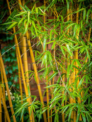 Bambus Pflanzen