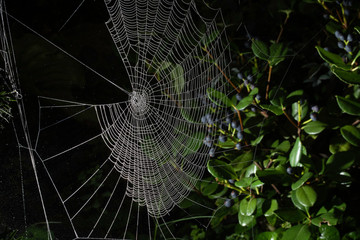 Halloween theme, spider web with dew drops backs white with black background attached to plants