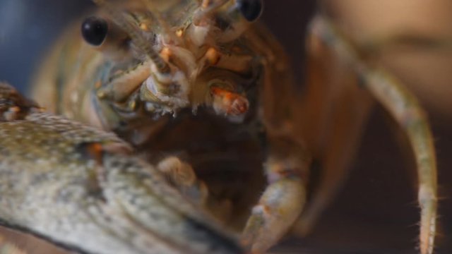 Crayfish or European Crayfish (Astacus astacus), close-up, soft focus