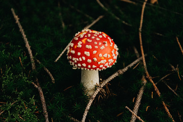 roter Fliegenpilz in der Natur (giftig)